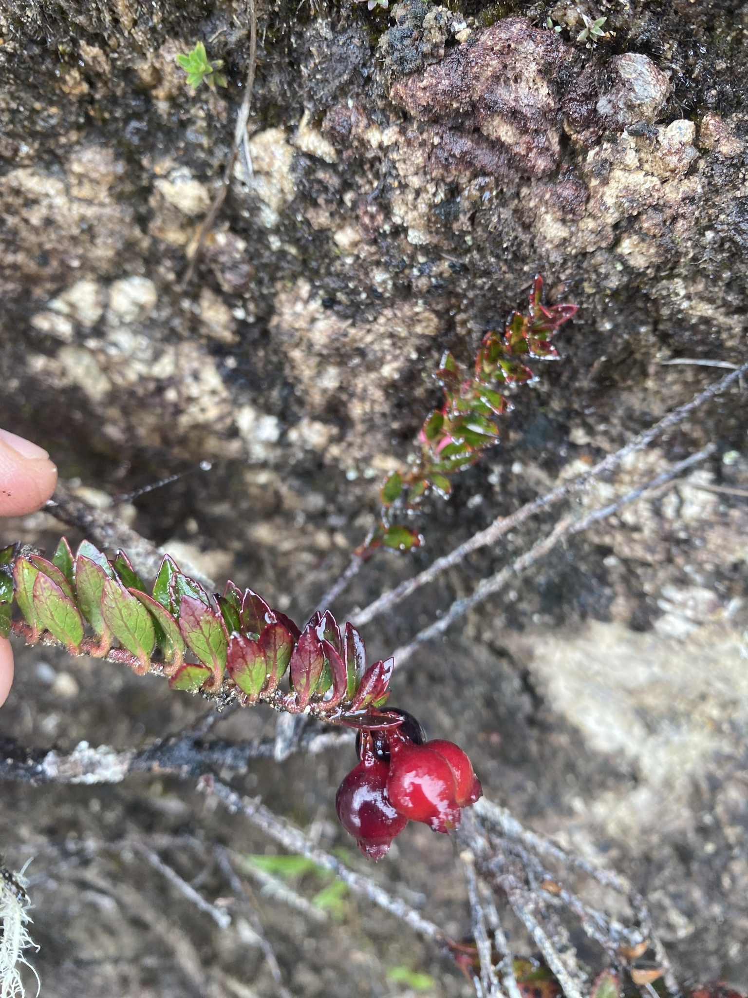 Vaccinium crenatum image