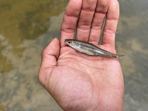Sandbar shiner (Notropis scepticus) — Cyprinidae — 3