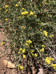 Manochlamys albicans