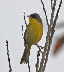 Gray-Crowned Yellowthroat photo 3