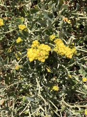 Manochlamys albicans