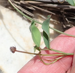 Indigofera sp3