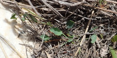 Indigofera sp3