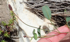 Indigofera sp3