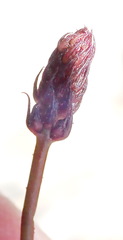 Indigofera sp3