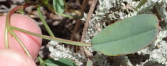 Indigofera sp3