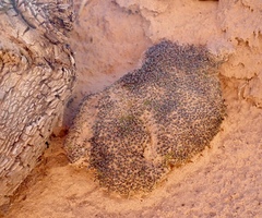 Syntrichia caninervis