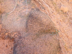 Syntrichia caninervis