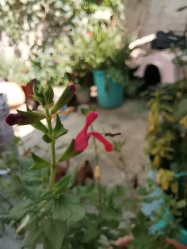 Salvia pulchella, photograph 1