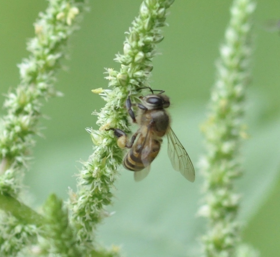 Asian Honey Bee from Benchakitti Park, Bangkok, Bangkok, TH on April 11 ...