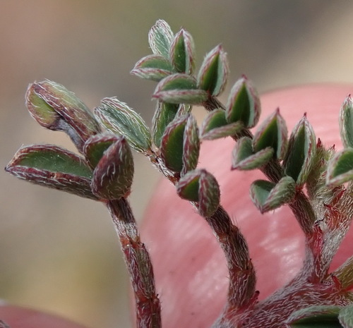 Image of Indigofera declinata by (c) Nicola van Berkel, some rights reserved (CC BY-SA)
