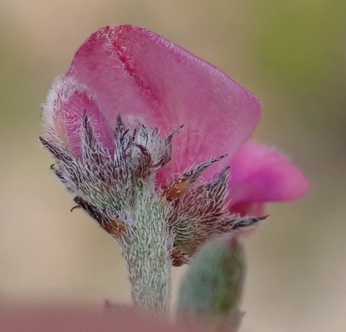 Image of Indigofera declinata by (c) Nicola van Berkel, some rights reserved (CC BY-SA)