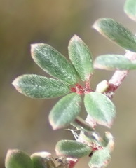 Indigofera sp19a