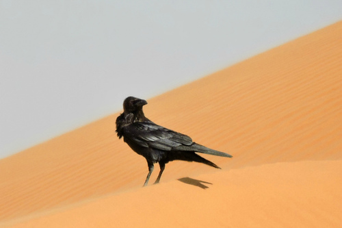 Brown-necked Raven