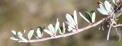 Indigofera sp19a