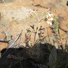 Pelargonium trifoliolatum