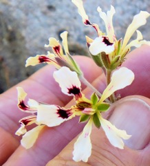 Pelargonium trifoliolatum