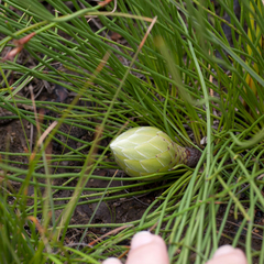 Protea lorea