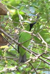Chloropsis sonnerati
