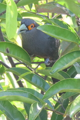 Phaenicophaeus sumatranus