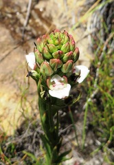 Ceratandra globosa