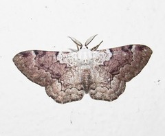 Thyrinteina arnobia