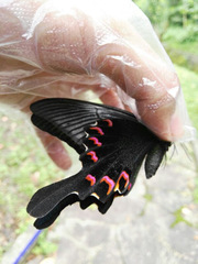 Papilio bianor