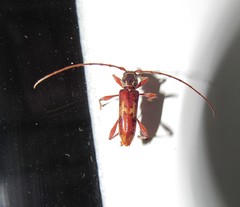Eurysthea hirta