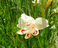 Gladiolus angustus