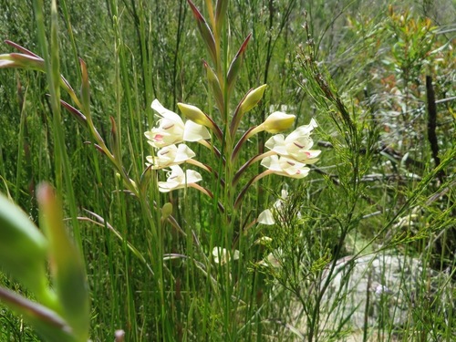 Image of Gladiolus angustus by (c) linkie, some rights reserved (CC BY)