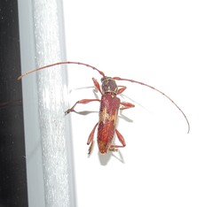 Eurysthea hirta