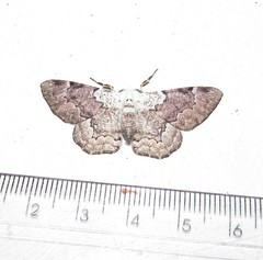 Thyrinteina arnobia