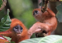 Presbytis rubicunda