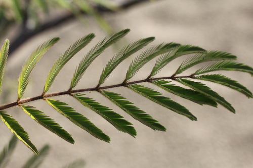 Mimosa pigra (Mimosa pigra)