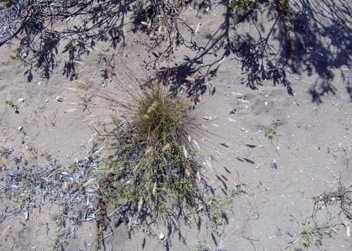 Pentameris calcicola var. calcicola