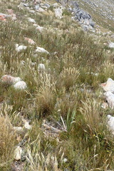 Pentameris pyrophila