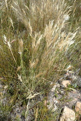 Pentameris pyrophila