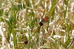 Lycaena phlaeas daimio