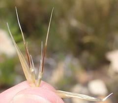 Pentameris pyrophila