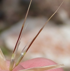 Pentameris pyrophila