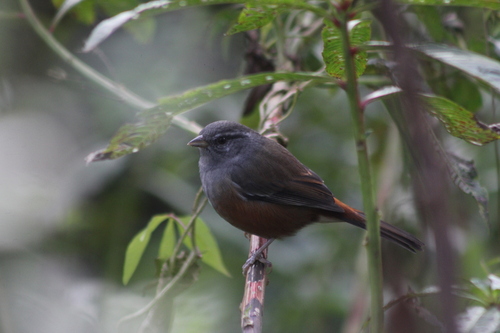 Gray-throated Warbling Finch (Microspingus cabanisi)