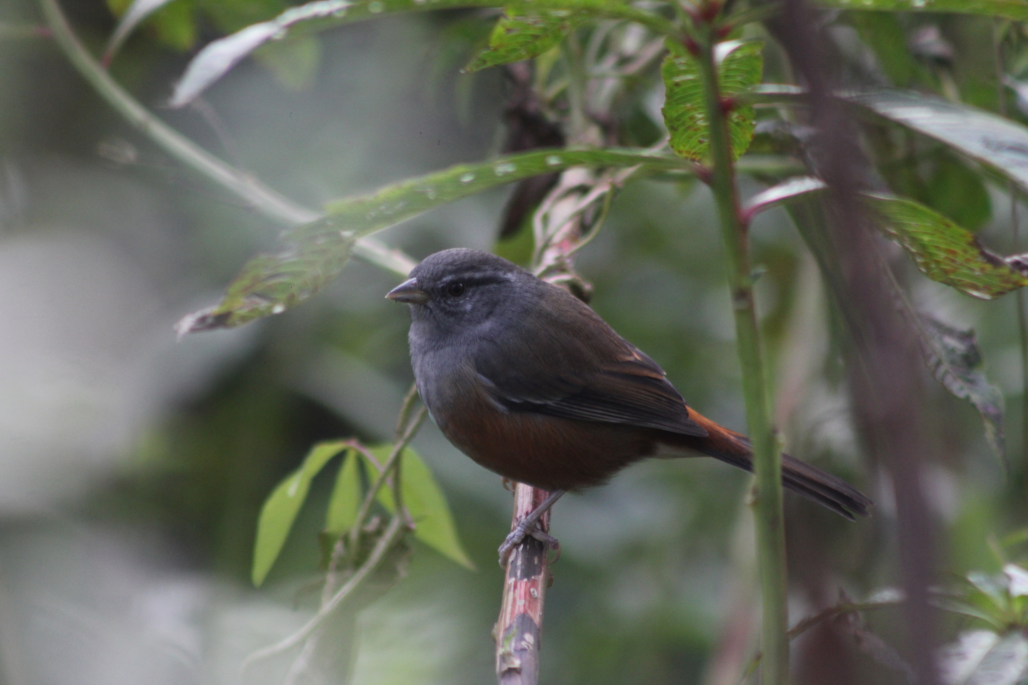 Grey-throated Warbling Finch illustration