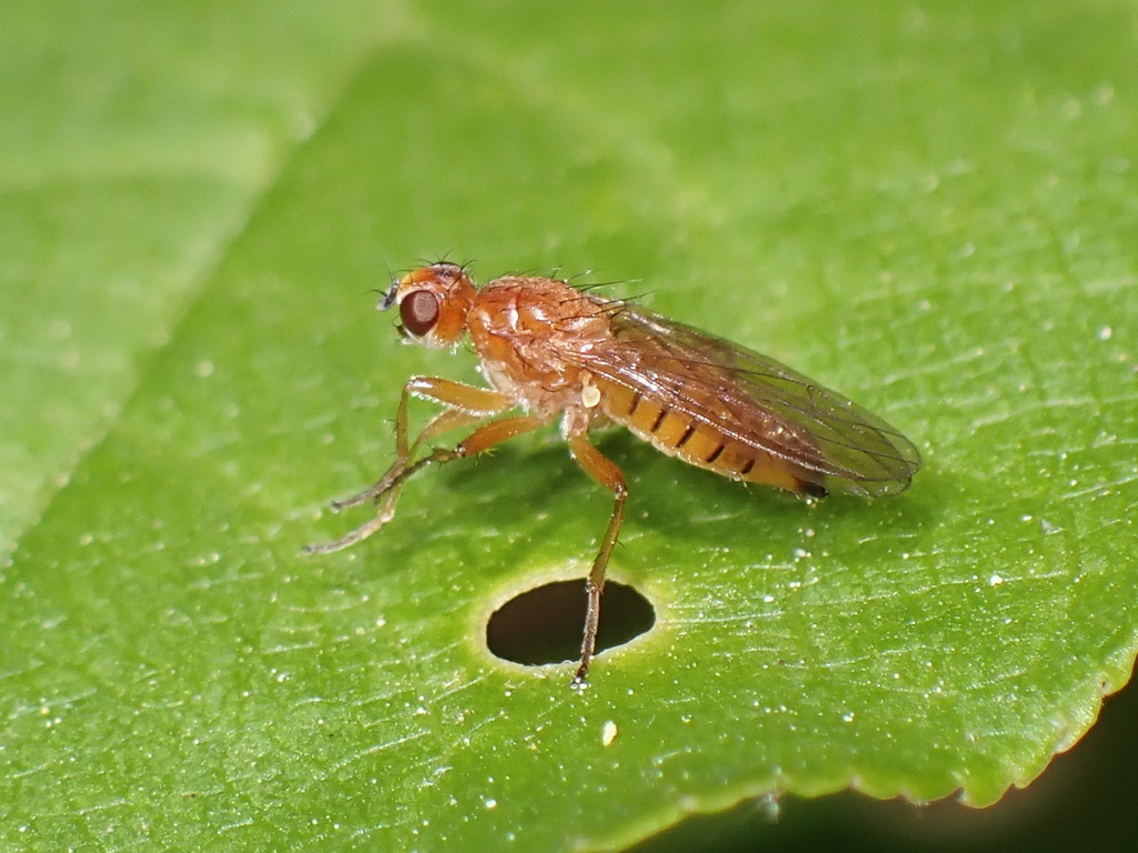 Gimnomera