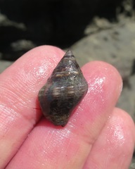 Gemophos sanguinolentus