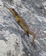 Pseudocordylus microlepidotus
