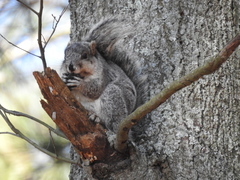 Sciurus niger cinereus