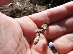 Carex silicea