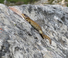 Pseudocordylus microlepidotus