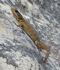 Pseudocordylus microlepidotus