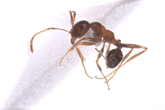 Pheidole obtusospinosa